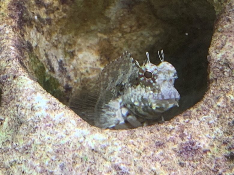 Algae Blenny