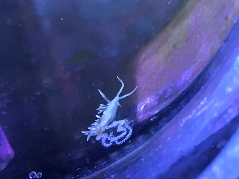 Berghia Nudibranch
