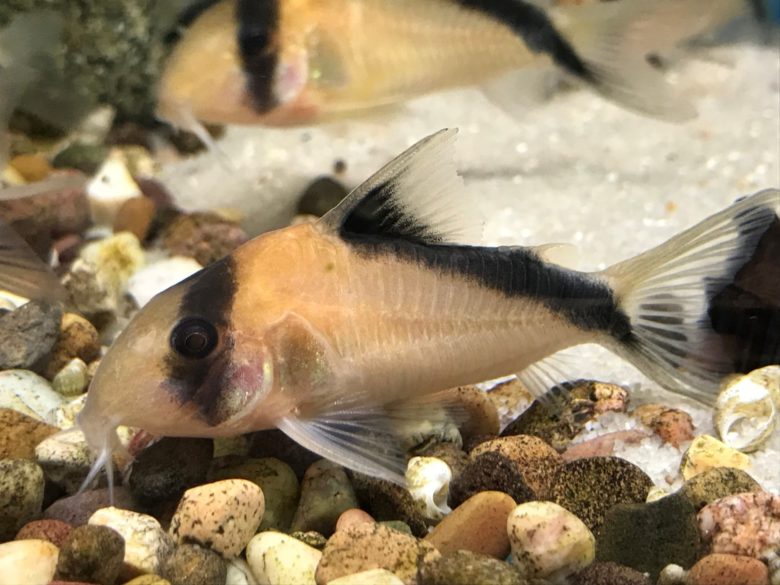 Catfish