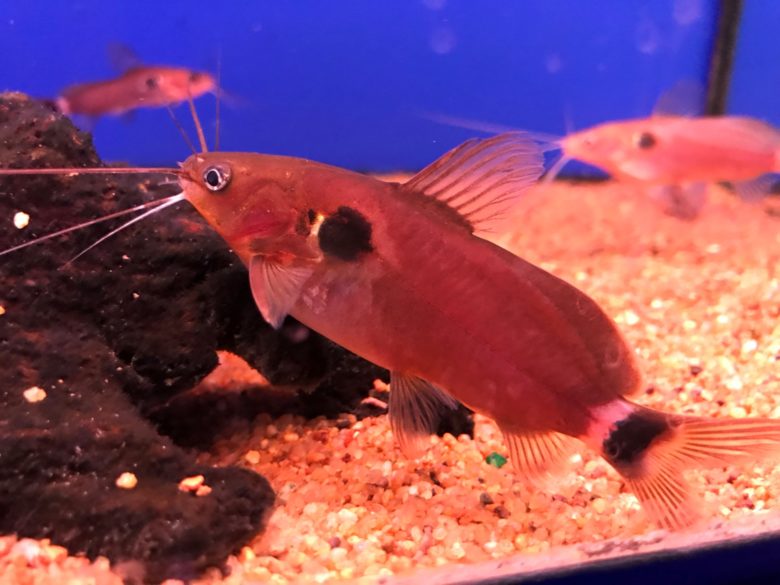 Catfish