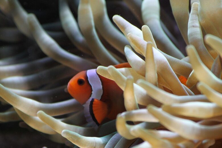 Clown Fish