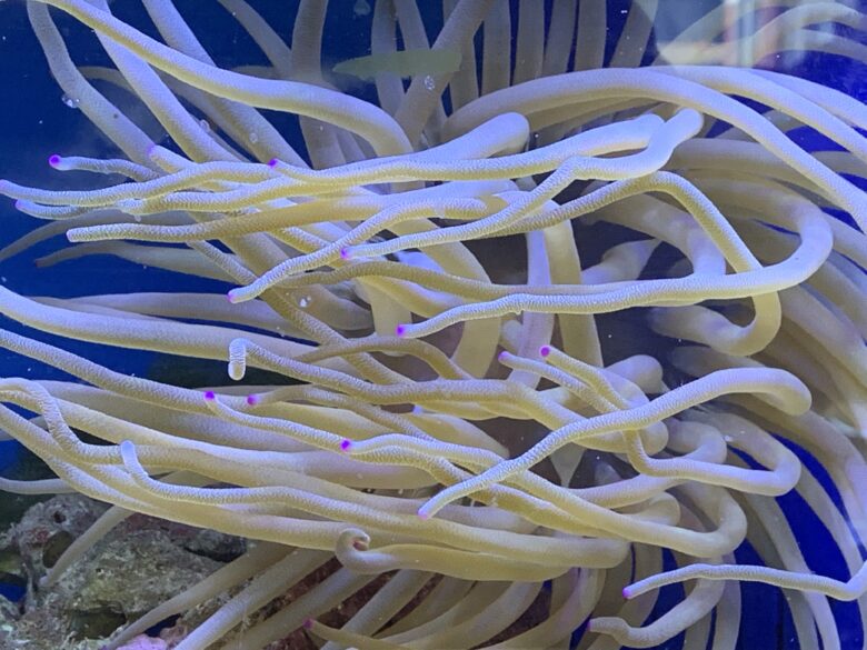 Condy Anemone