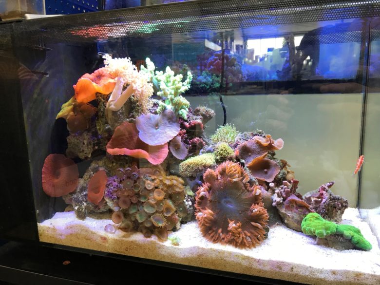 Coral