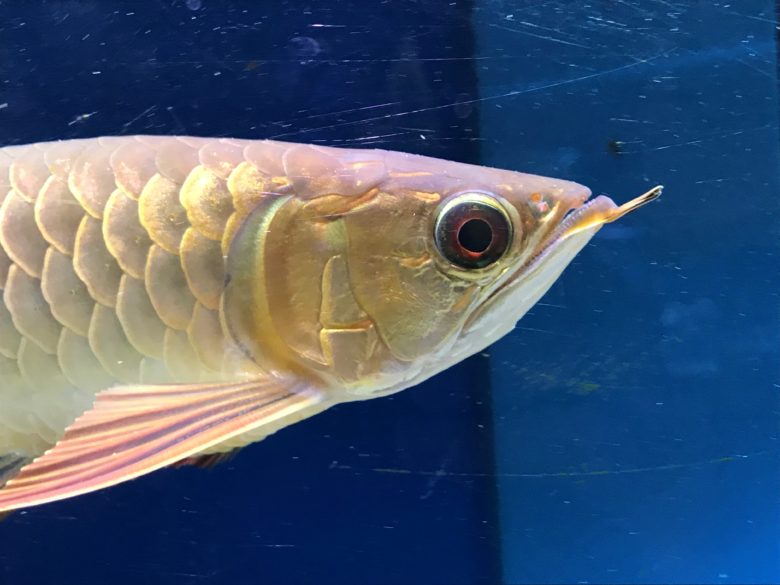 Dragonfish