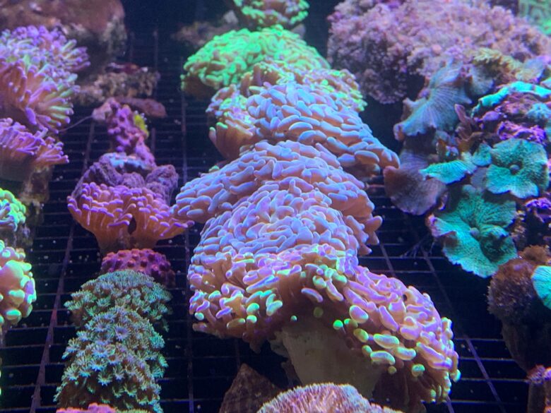 Frags