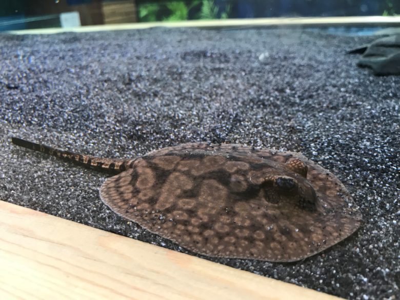 Freshwater Stingrays