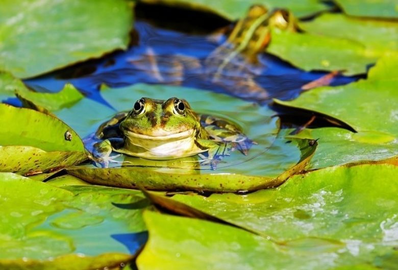 Frog