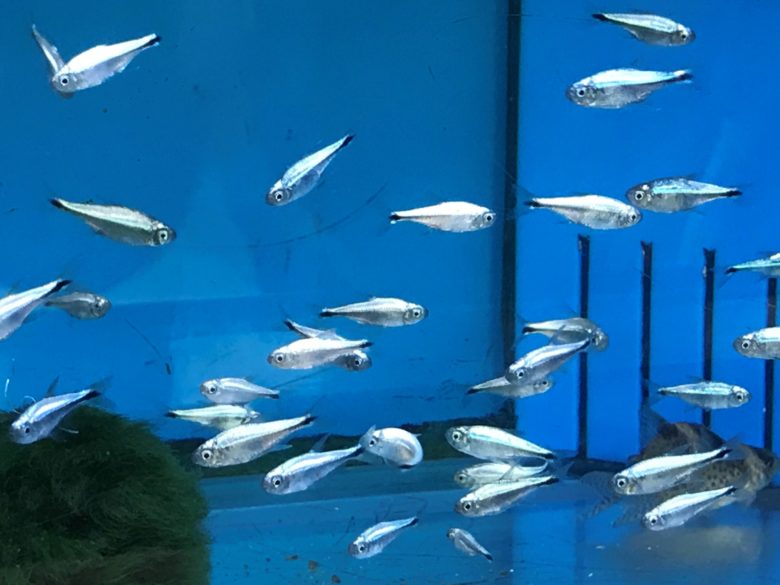 Gold Tetra Bourne End