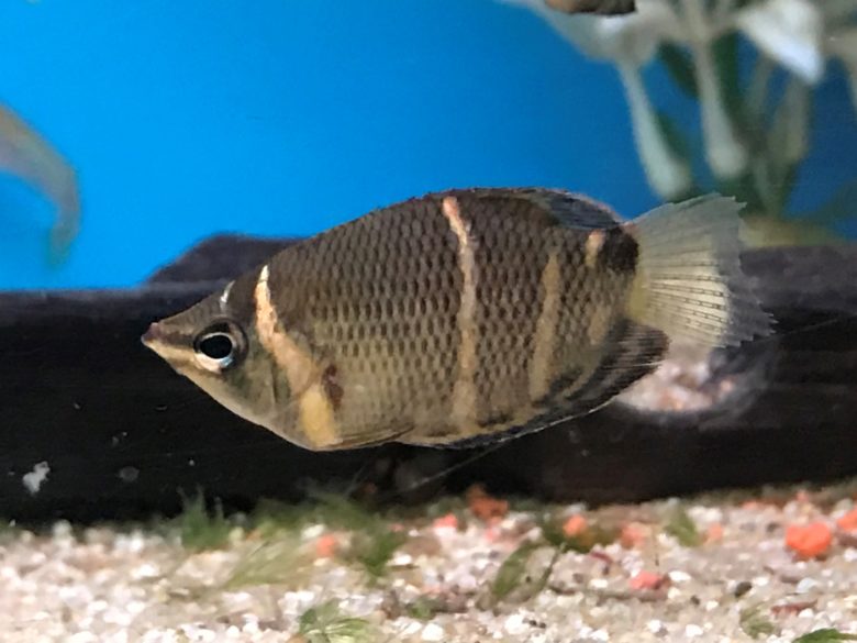 Gourami