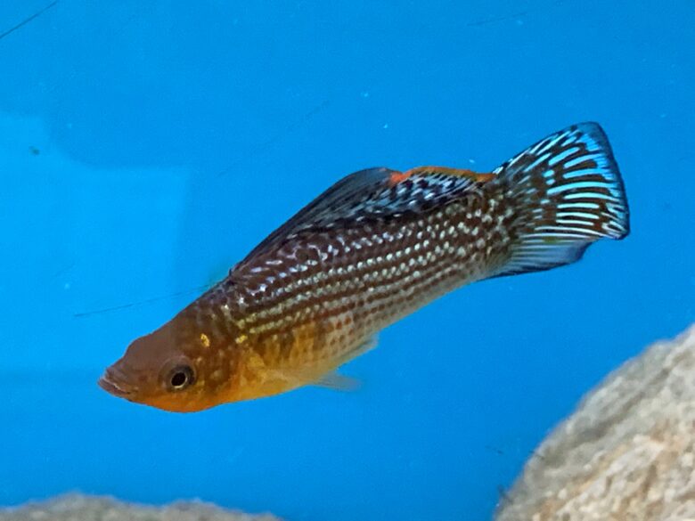 Green Salifin Mollis