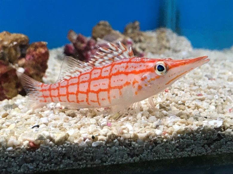 Hawkfish Windsor