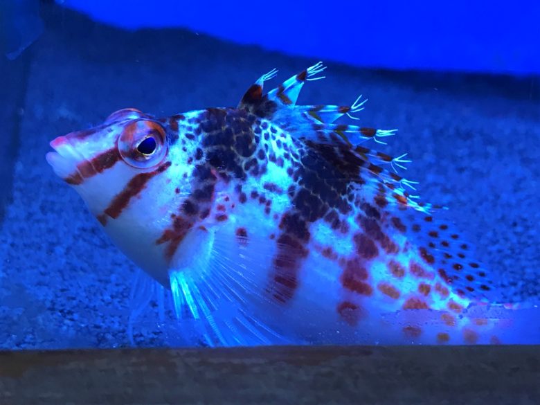 Hawkfish