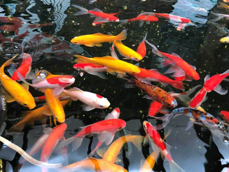 Koi