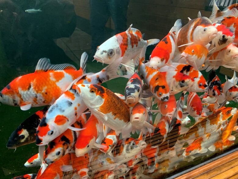 Koi
