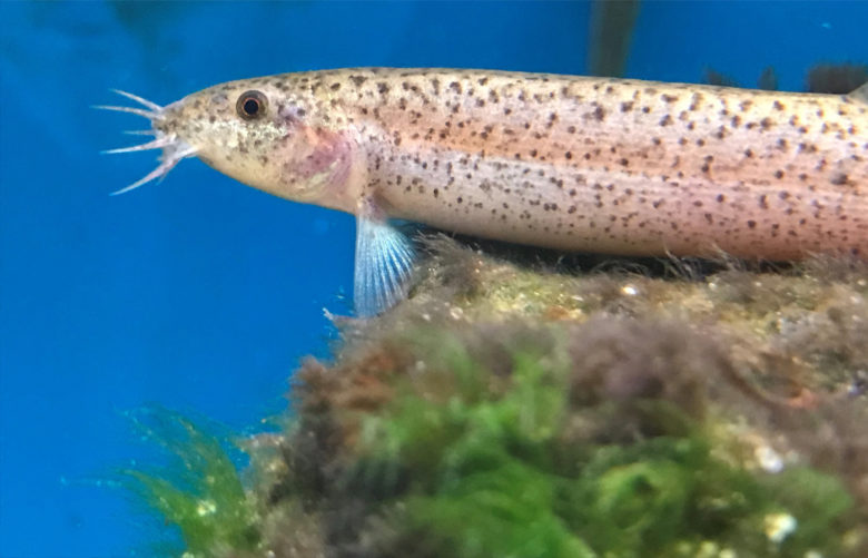 Loach Wis