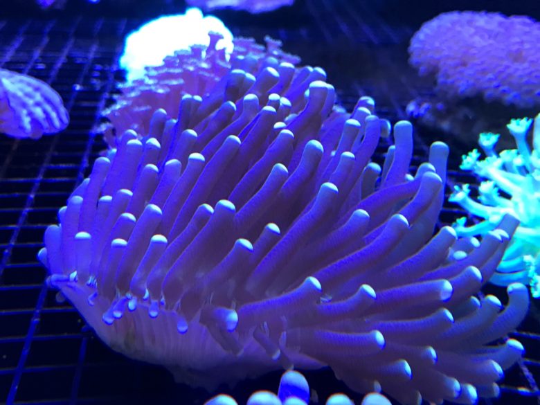 Long Tentical Plated Coral