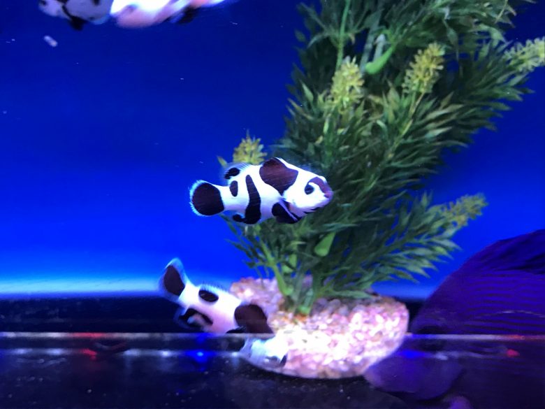 Moo Moo Clownfish