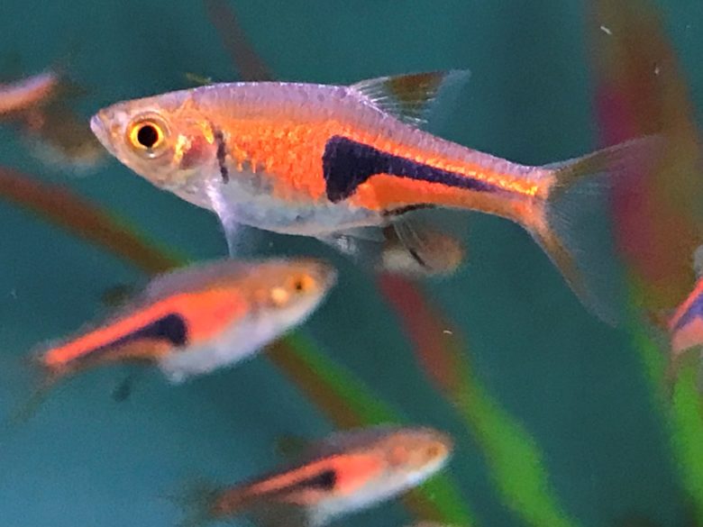 Rasbora