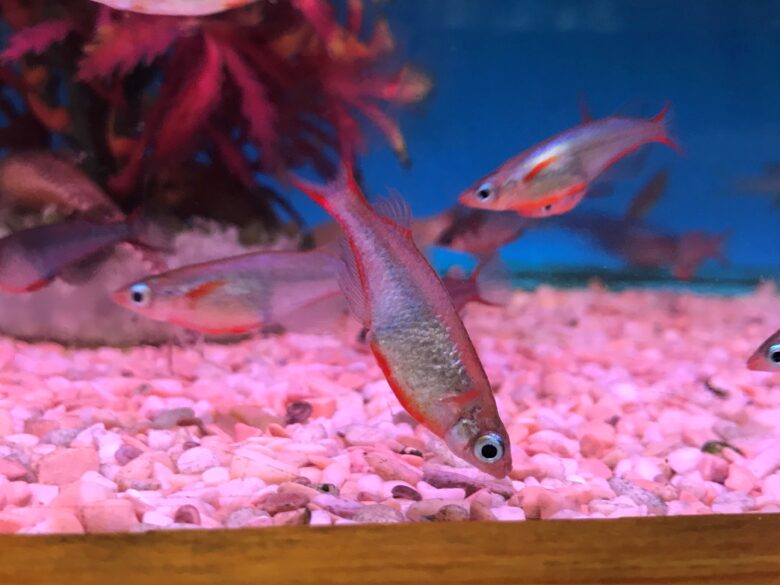 Ricefish