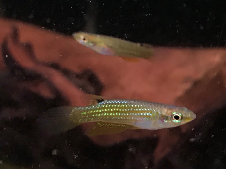 Small Fish