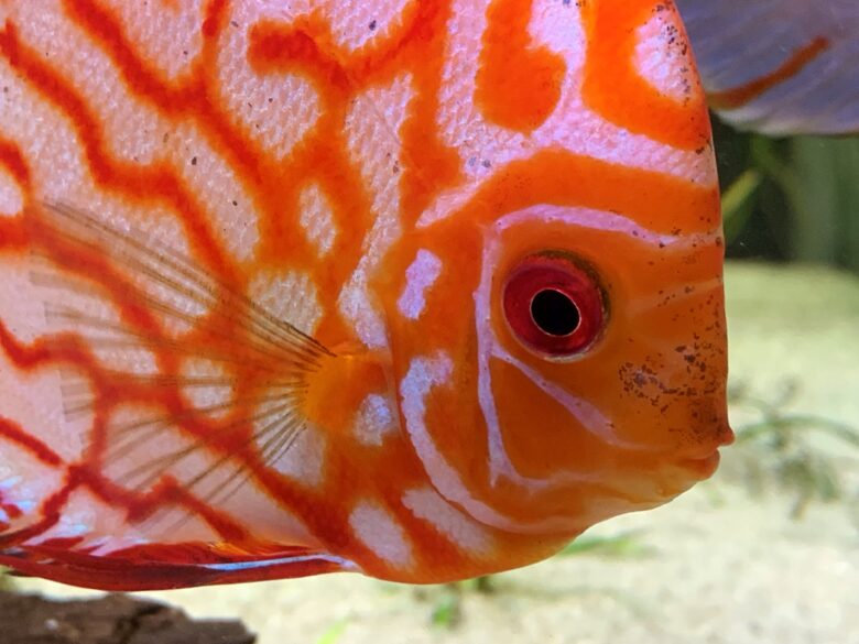Stendker Discus
