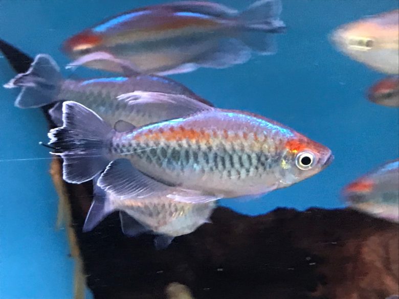 Tetras