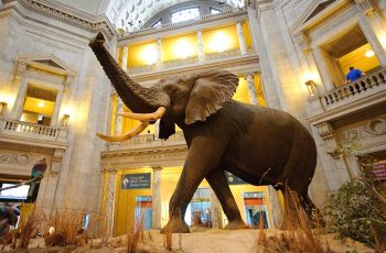 Natural History Museum Natural History Museum
