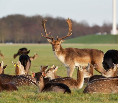 Deer in Phoenix Park