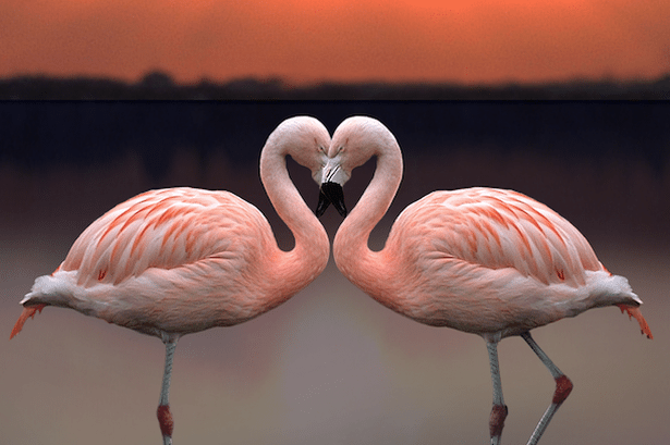 Valentines Day at Dublin Zoo