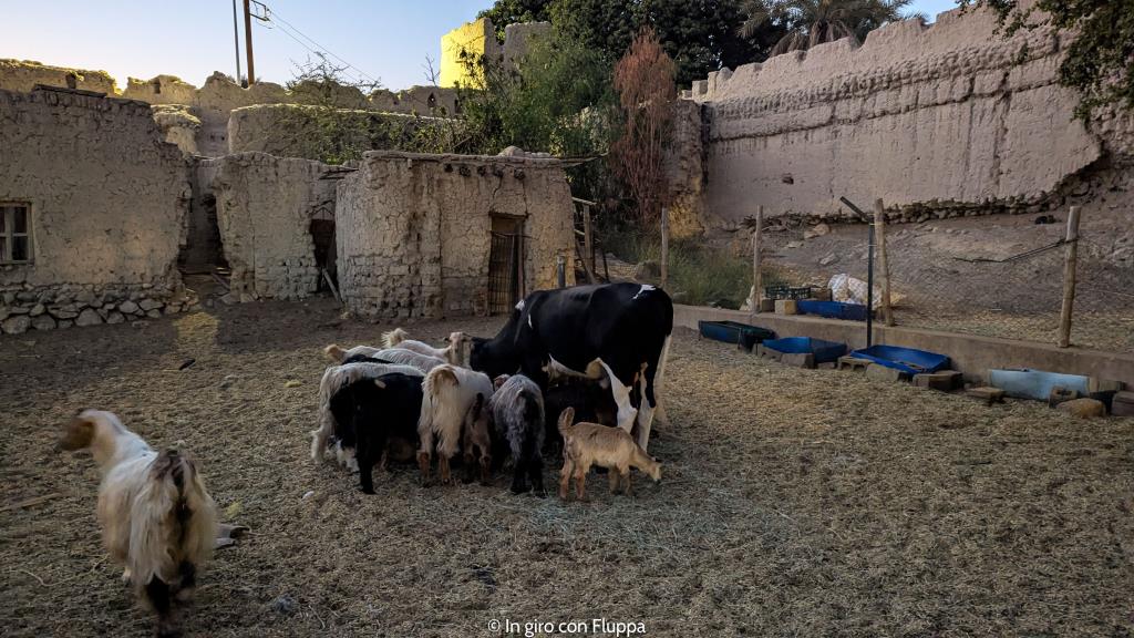 fattoria nel forte di Nizwa