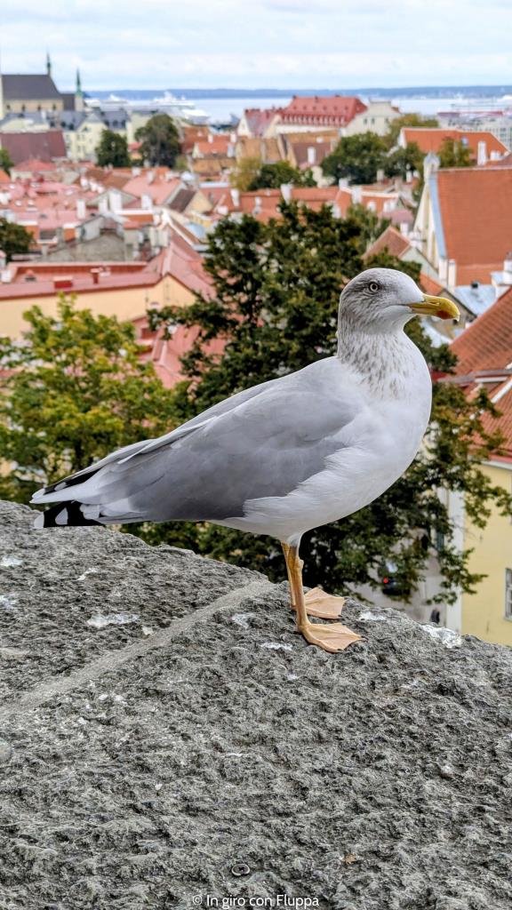 Il gabbiano Stephen a Tallinn