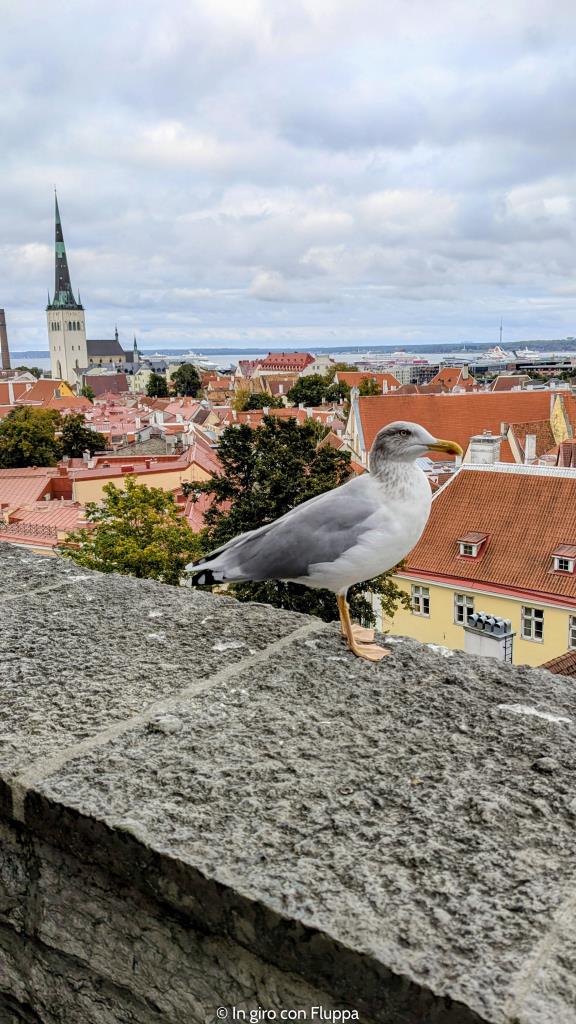 Stephen the seagull, Tallinn