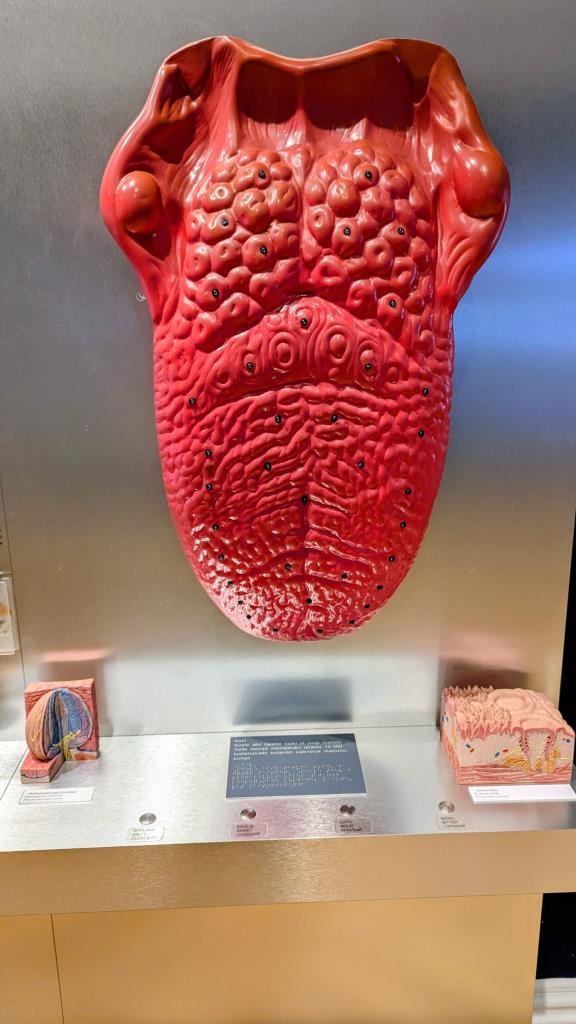 Modello di lingua - Museo della salute Estone, Tallinn