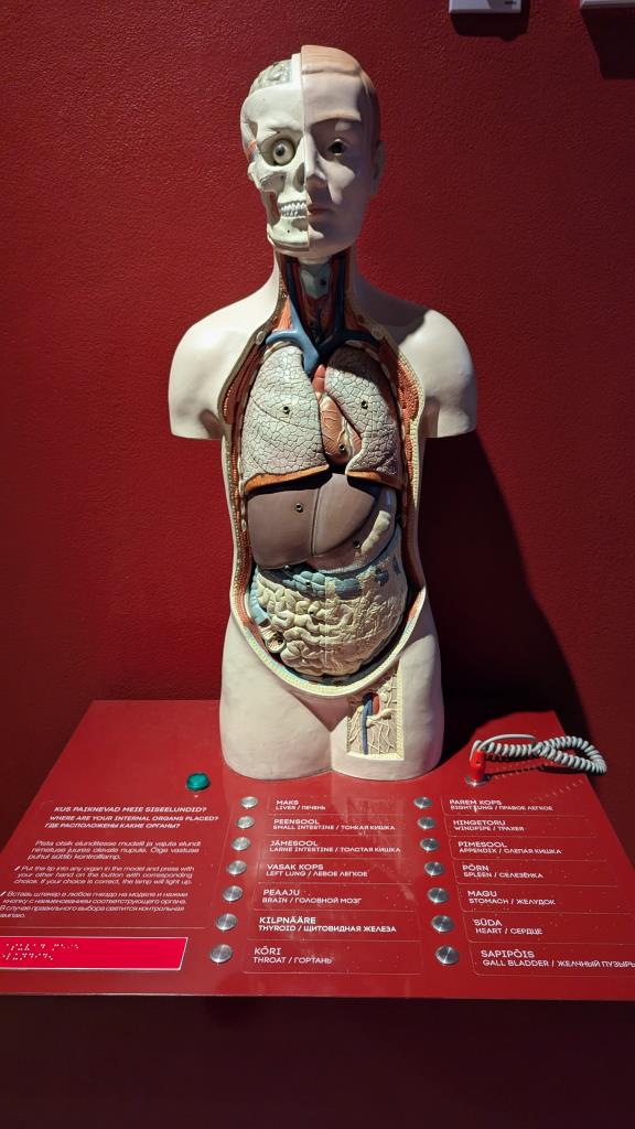 Modello di corpo umano con organi a vista - Museo della salute Estone, Tallinn
