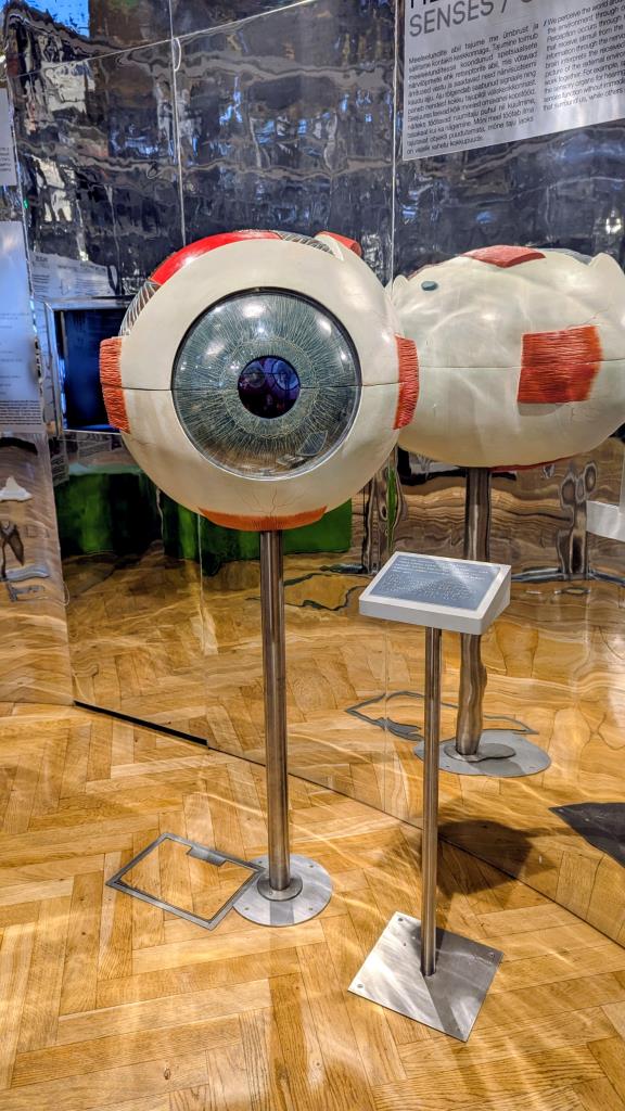 Modello di occhio umano - Museo della salute Estone, Tallinn