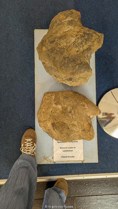 Impronte di dinosauro allo Shipwreck Museum, Hastings