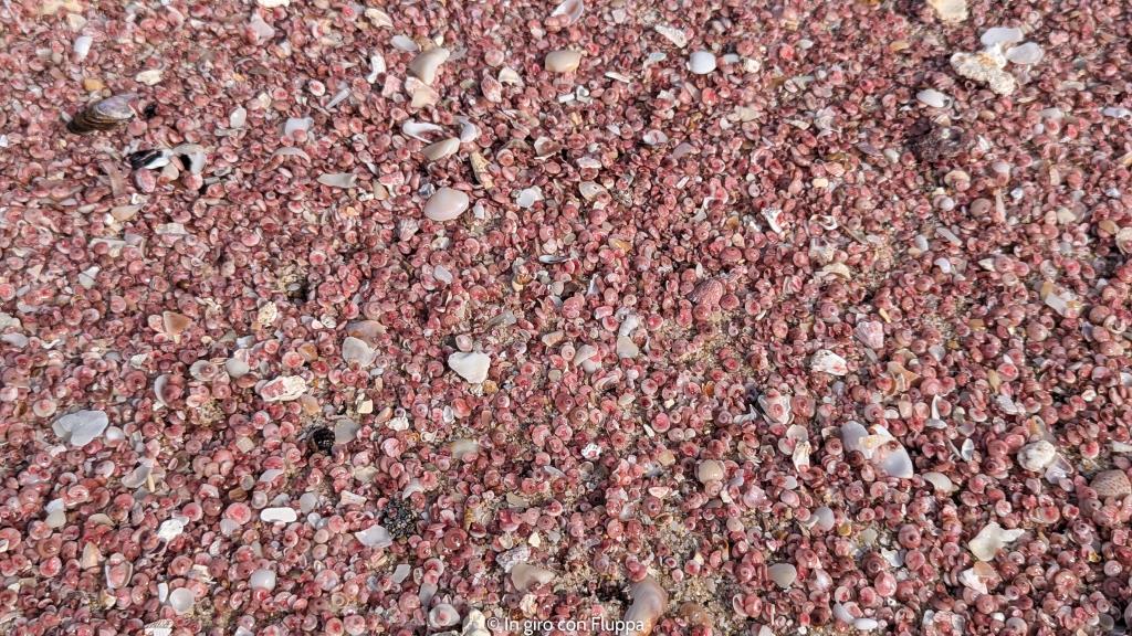 Conchiglie rosa alla pink beach, Ras Al Hadd, Oman