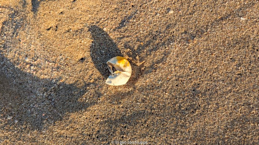 Uovo schiuso sulla spiaggia della riserva delle tartarughe di Ras Al Jinz, Oman