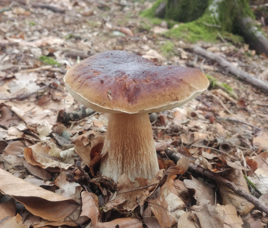 Steinpilz Kalorien-Nährwerte