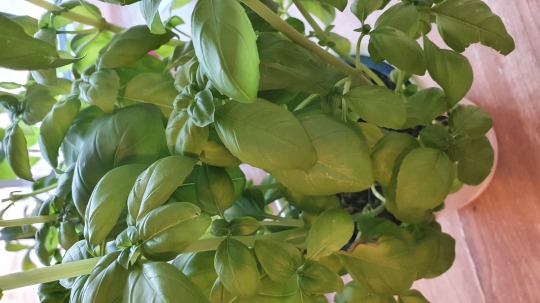 basil leaves Kalorien-Nährwerte