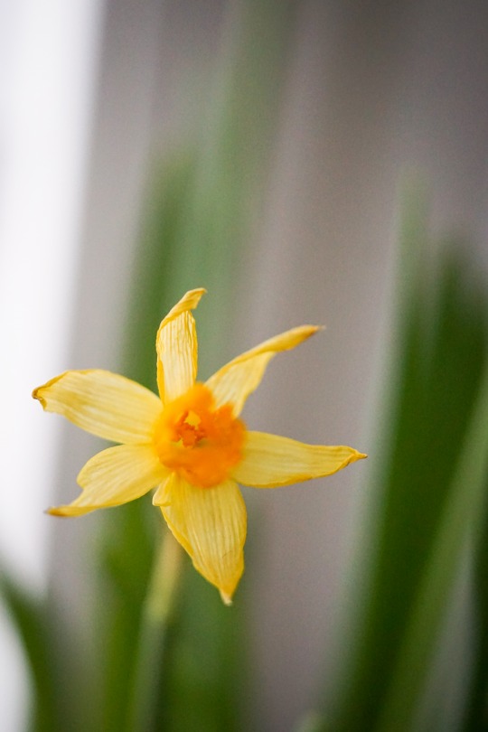 Zucchini Kalorien-Nährwerte