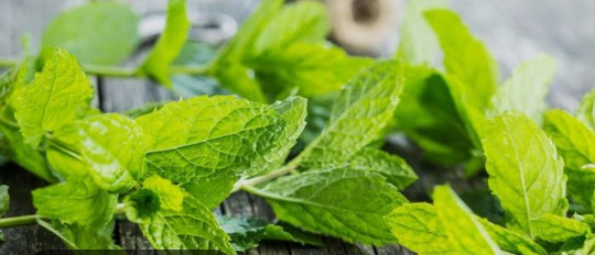 Minze Kalorien-Nährwerte