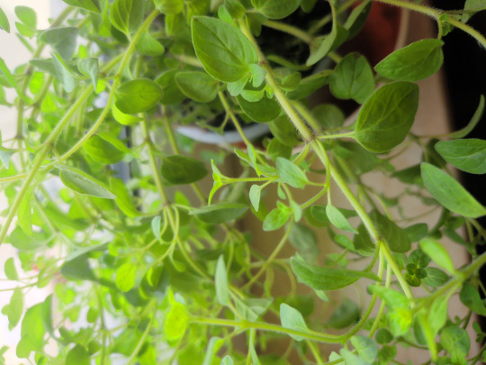 Oregano Kalorien-Nährwerte