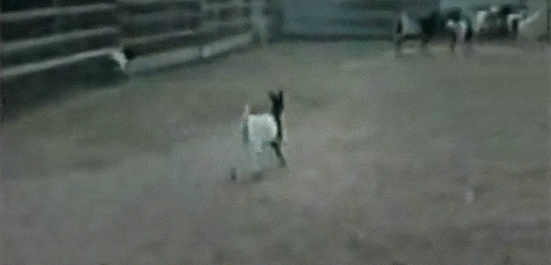 c_131121115008_2.gif