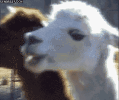 tumblr_inline_mvz3toOQk11r5yegt.gif