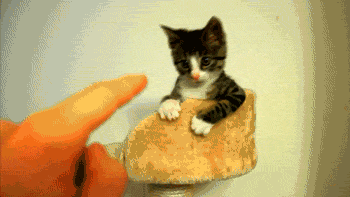 tumblr_mrli2yzpgc1s9nq3uo1_400.gif