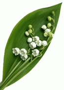 Brin-muguet.gif