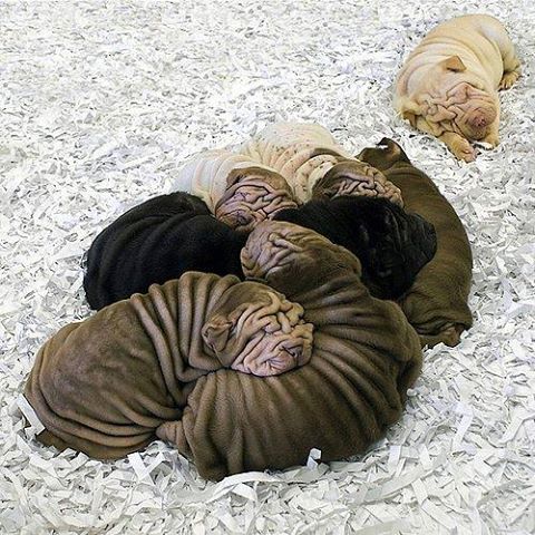 chiensplisss.jpg