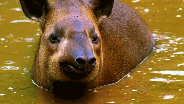 2rptva0.jpg_2011-12-19.gif