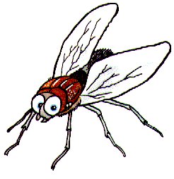 mouche.jpg